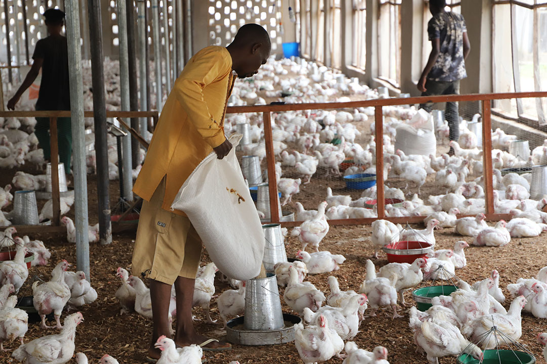 poultry2